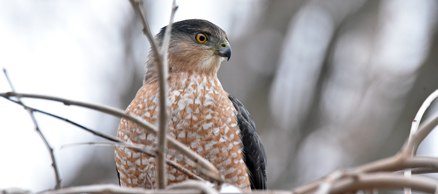 Contact Inkwell, image is a coopers hawlk in a tree